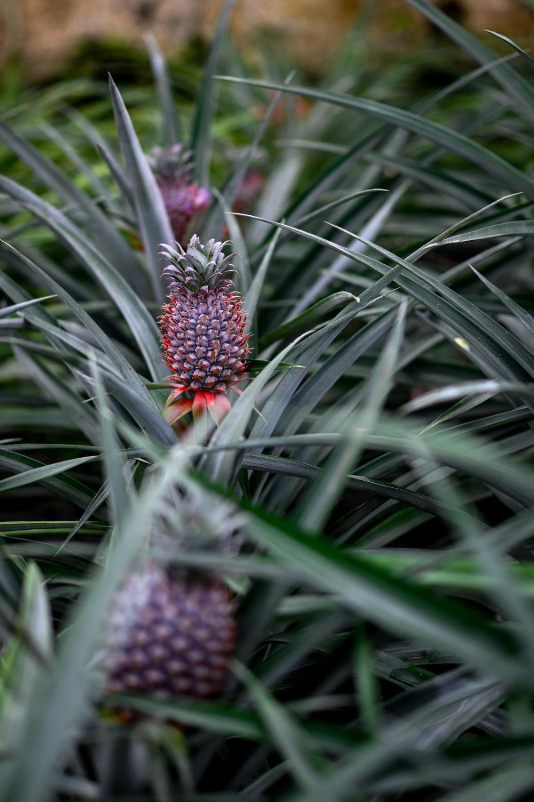 Apartment Pineapple Ponta Delgada (Sao Miguel)