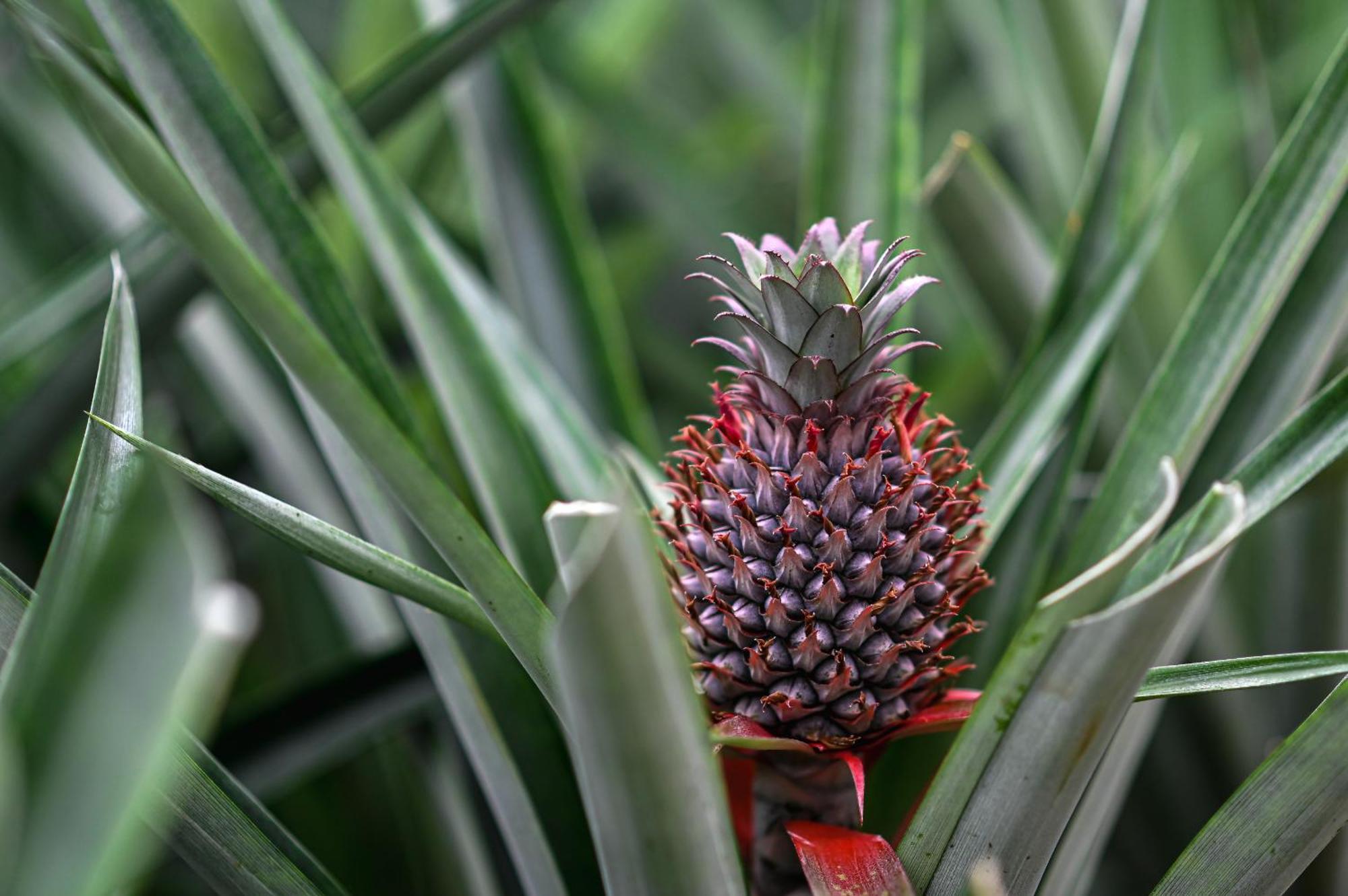 Apartment Pineapple *