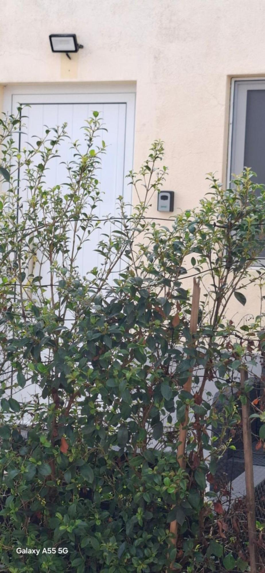 Apartment Pineapple *