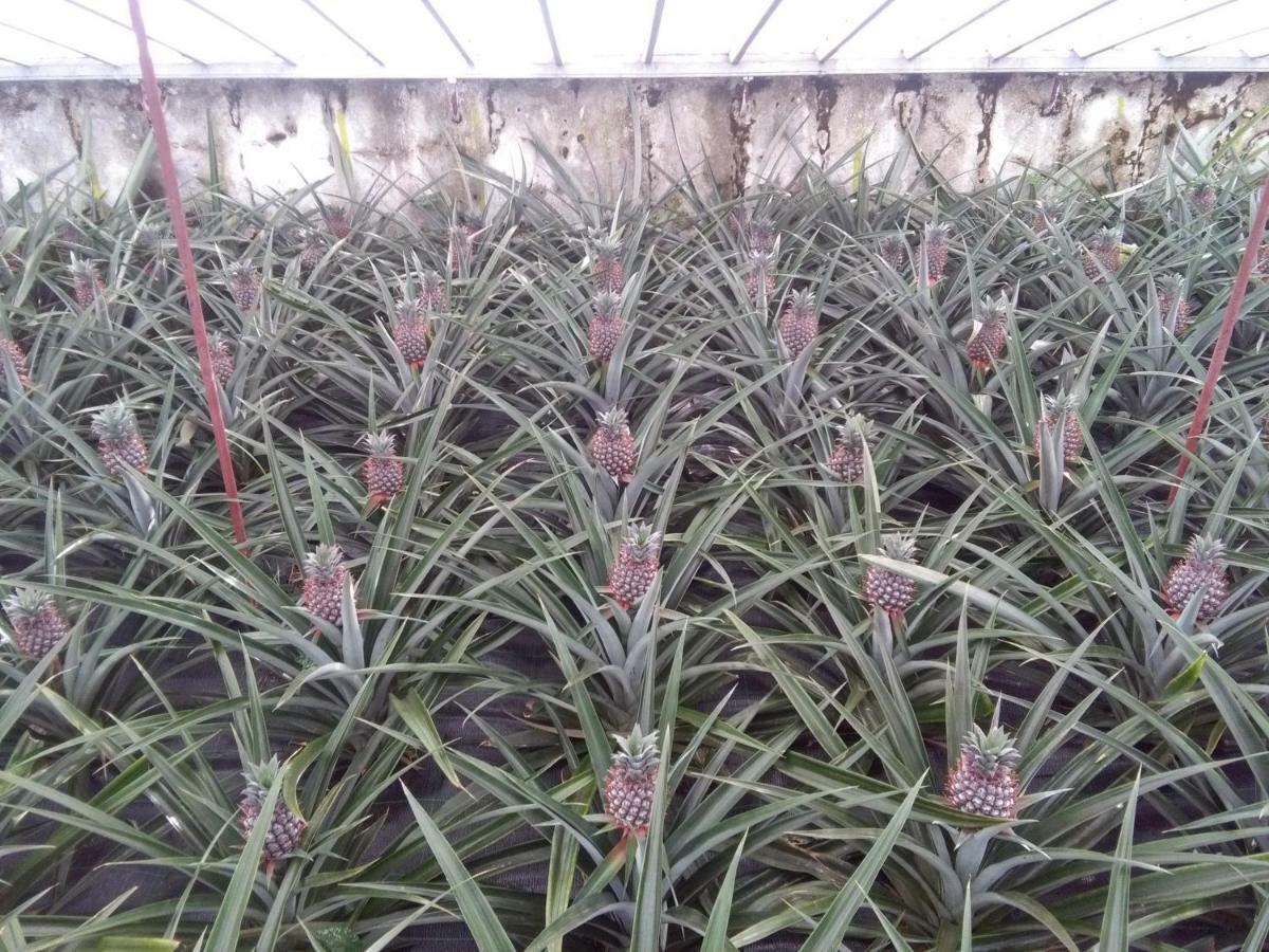 Pineapple * Ponta Delgada