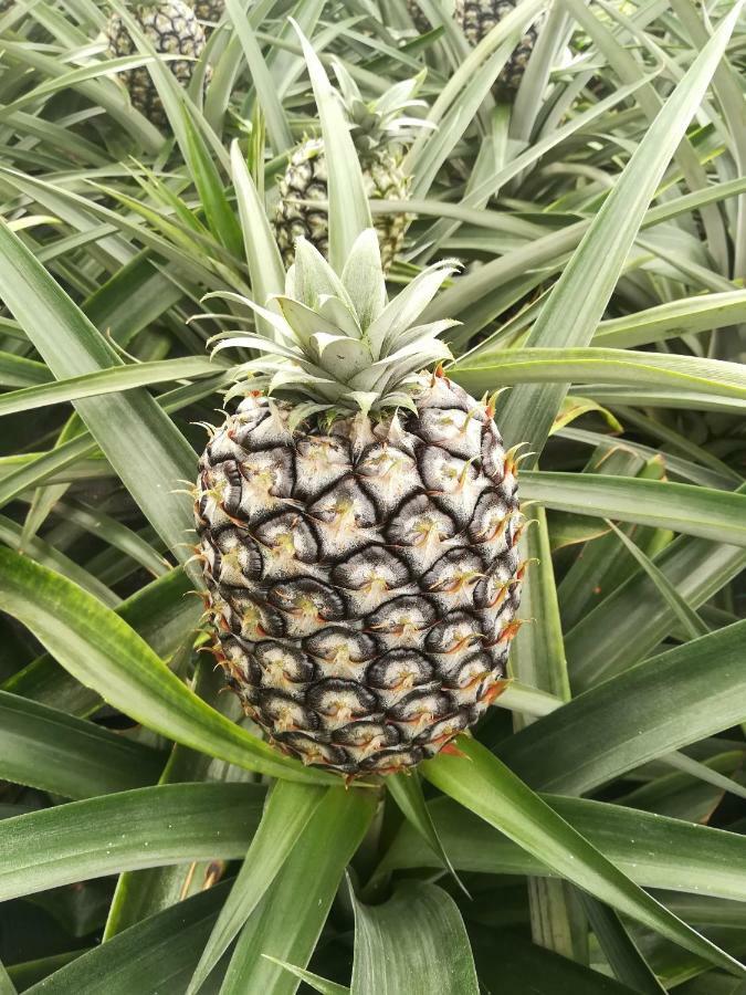 Pineapple Ponta Delgada