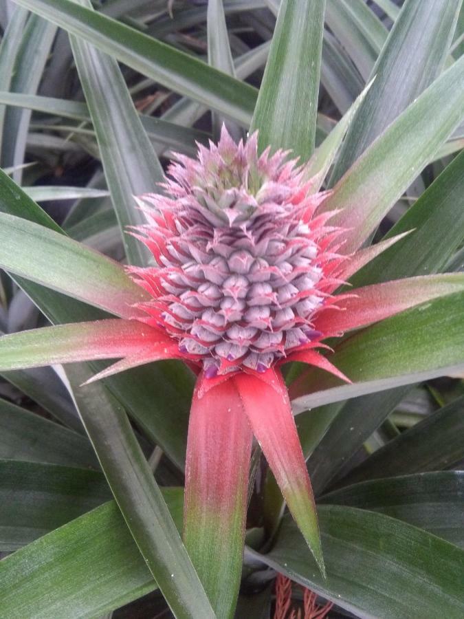 Apartment Pineapple